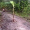 Pohon Pisang Hiasi Jalan Seklok-Padamulya 