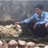 Unik. Jambur tumbuh sembilan tingkat