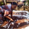 Harga Cengkeh Tinggi, Petani Untung