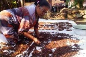 Harga Cengkeh Tinggi, Petani Untung