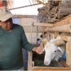 Hewan kurban jemis kambing.