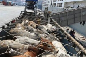 Sapi import